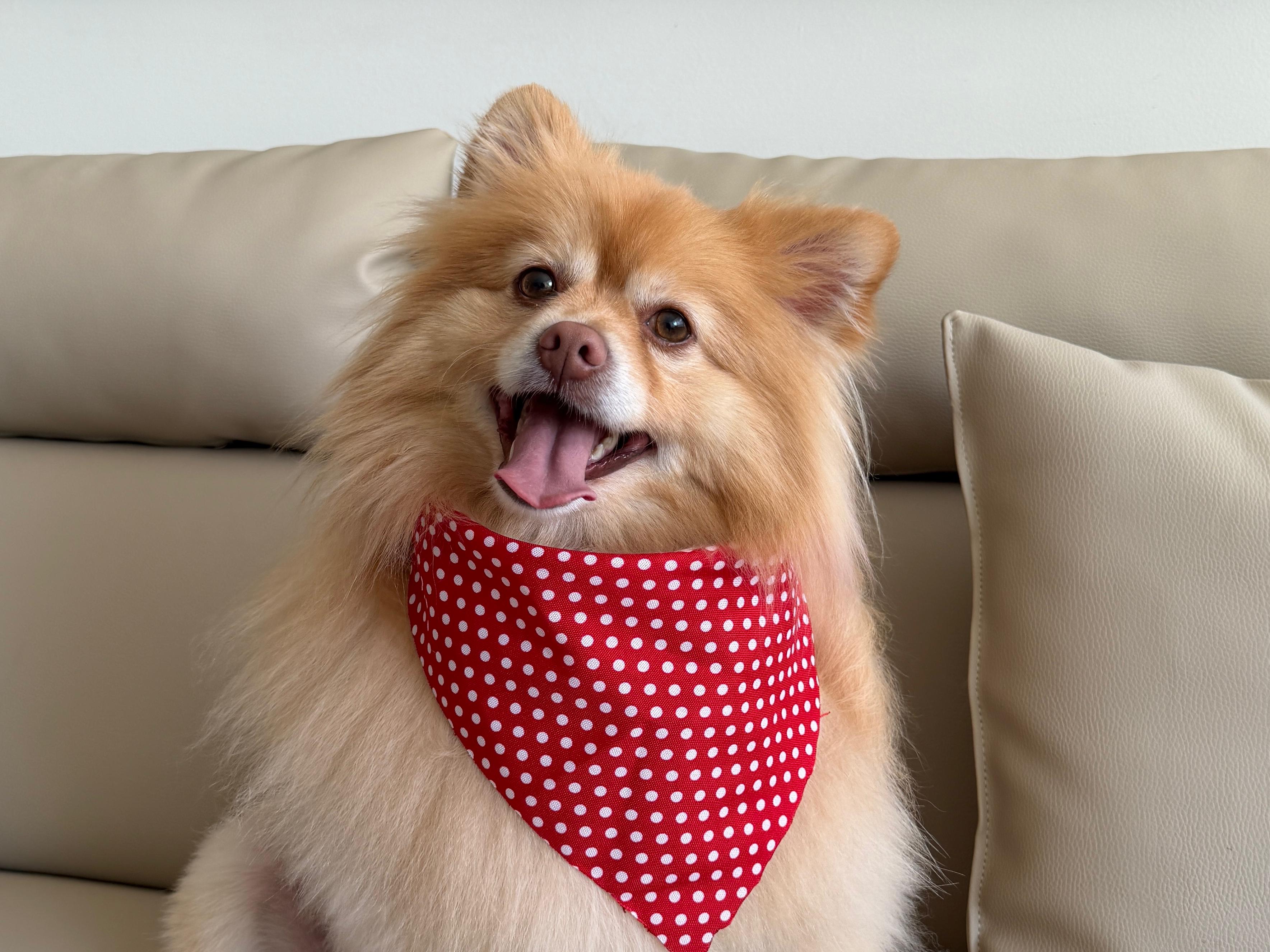 Pomeranio feliz con arnés — mascota de Archie's Pet Shop